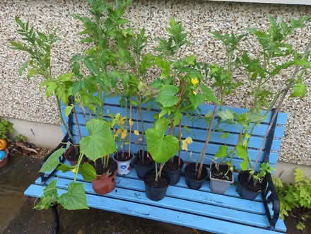 Photo of free Tomato and cucumber plants (Craiglockhart EH14) #1