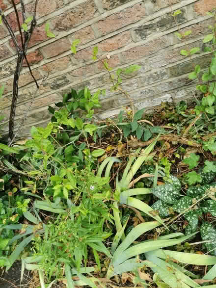 Photo of free Garden Sweet Pea plant (Emlyn Gardens W12) #1