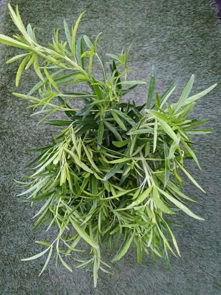 Photo of free Choisya cuttings (Hockley Port B18) #2