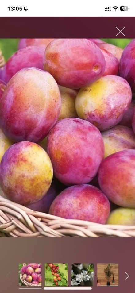 Photo of Plums (Wellington TF1) #1