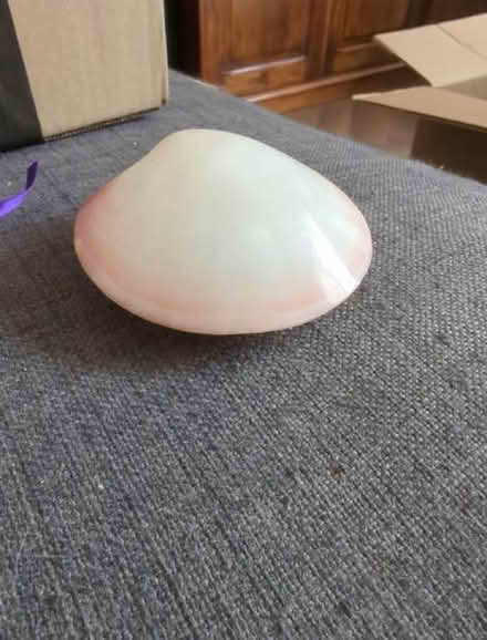 Photo of free Decorative shell (Arle GL51) #1