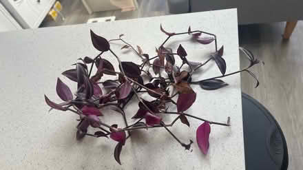 Photo of free Inch plant cuttings (Harrow HA1) #1