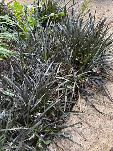 Photo of free Garden plants (Hitchin SG4) #1