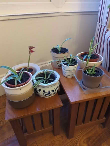 Photo of free Repotted plant babies (Southend SS1) #4
