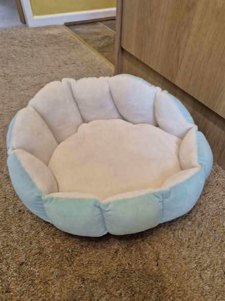 Photo of free Seashell kitten bed (Oughtibridge S35) #1