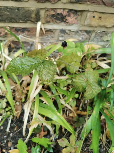 Photo of free Garden Berry bush (Emlyn Gardens W12) #1