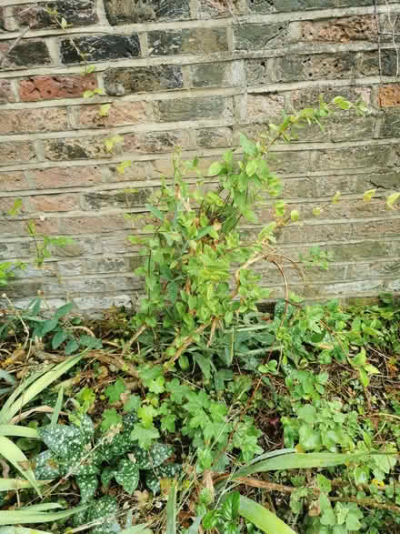 Photo of free Garden Honeysuckle plant (Emlyn Gardens W12) #1