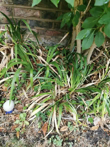 Photo of free Stinking Iris garden plant (Emlyn Gardens W12) #1