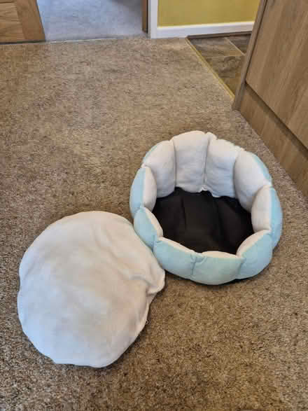 Photo of free Seashell kitten bed (Oughtibridge S35) #3