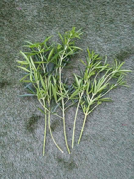 Photo of free Choisya cuttings (Hockley Port B18) #1