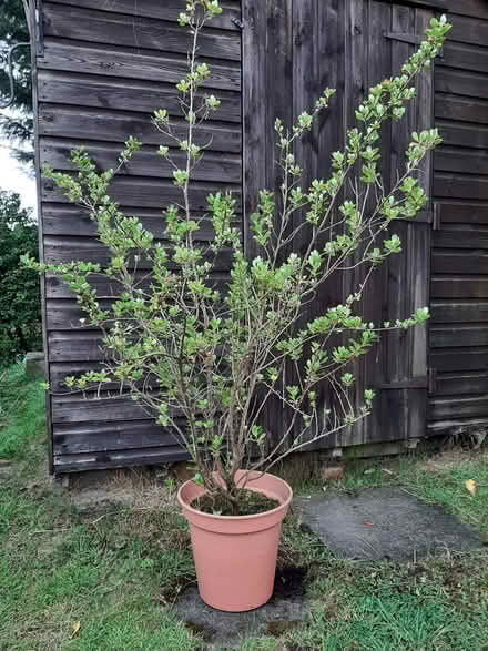 Photo of free Escallonia Shrub (Leeds LS14) #1