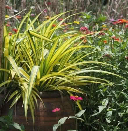Photo of Spider Plant Babies (CT9) #1