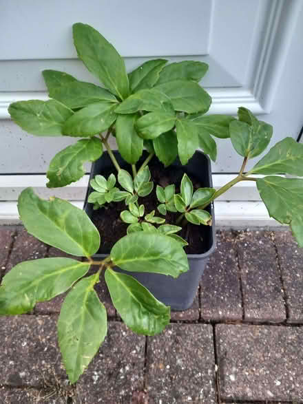 Photo of free Helleborus Niger/Christmas Rose (CT6) #1