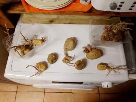 Photo of free Seed potatoes (Wirral) #2