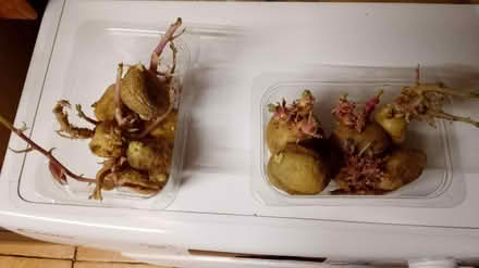 Photo of free Seed potatoes (Wirral) #1