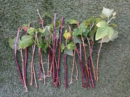 Photo of free Blackcurrant cuttings (Hockley Port B18) #1