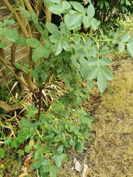 Photo of free Garden Rose bush (Emlyn Gardens W12) #1