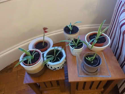 Photo of free Repotted plant babies (Southend SS1) #1