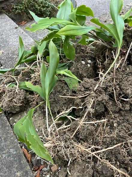 Photo of free Lily of the valley “slips” (Twerton) #1