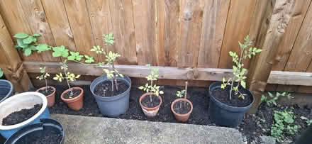 Photo of free Tomato plants (Harrogate HG1) #1