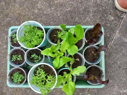 Photo of free Veg, herbs and wild flower plants (Brough CA17) #1