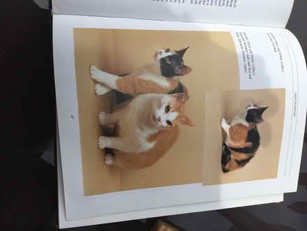 Photo of free Cat book (TW14 bedfont) #2