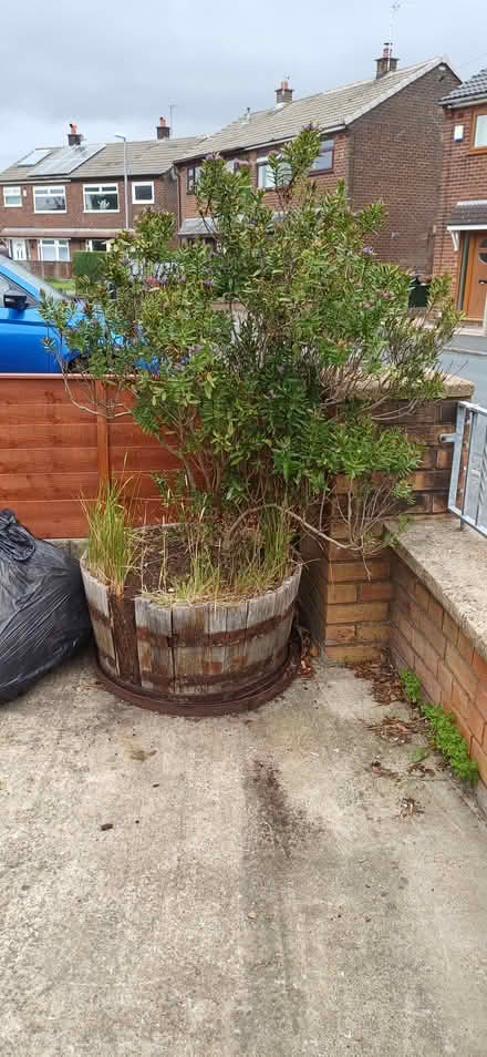 Photo of free Large plants in pot (PR5 South ribble) #1