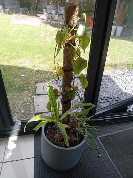 Photo of free Planter and plants (Winwick WA2) #1