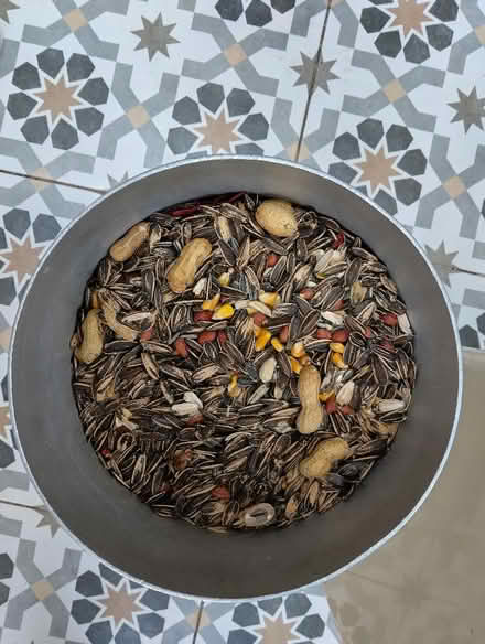 Photo of free Parrot and Chicken seed (New England) #1