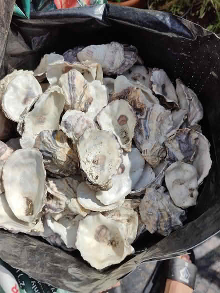 Photo of free Clean oyster shells (Mortlake W4) #3