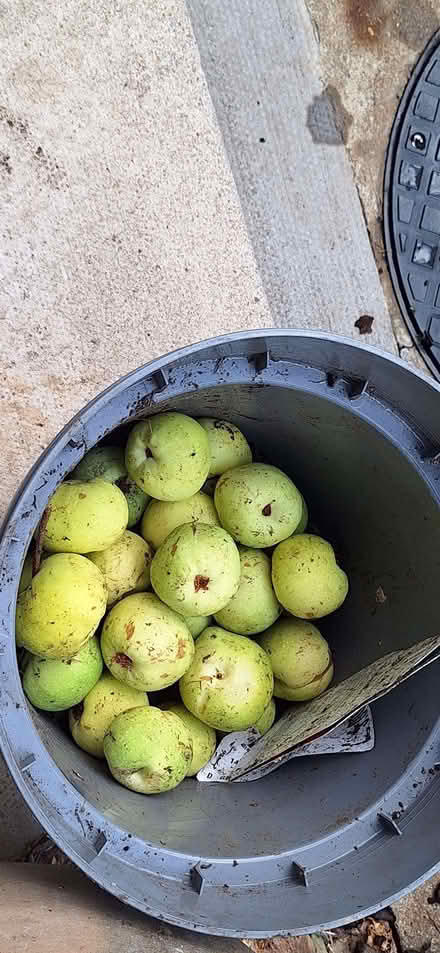 Photo of free Quince fruits (Stotfold SG5) #2