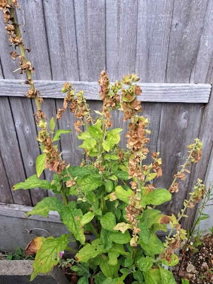 Photo of free Pinky purple Foxglove seeds (Codicote SG4) #2