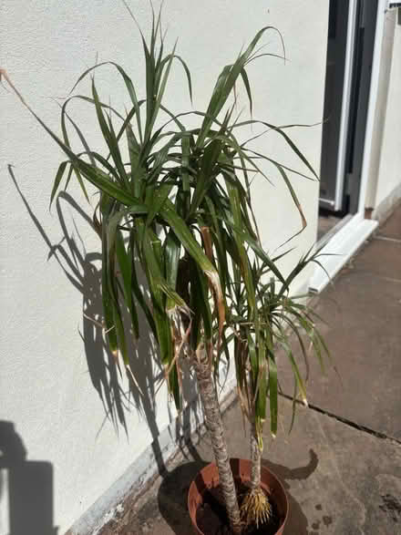 Photo of free Houseplant (Frankwell SY3) #2