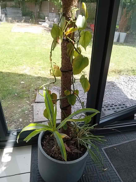 Photo of free Planter and plants (Winwick WA2) #2