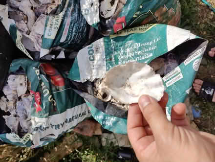 Photo of free Clean oyster shells (Mortlake W4) #1