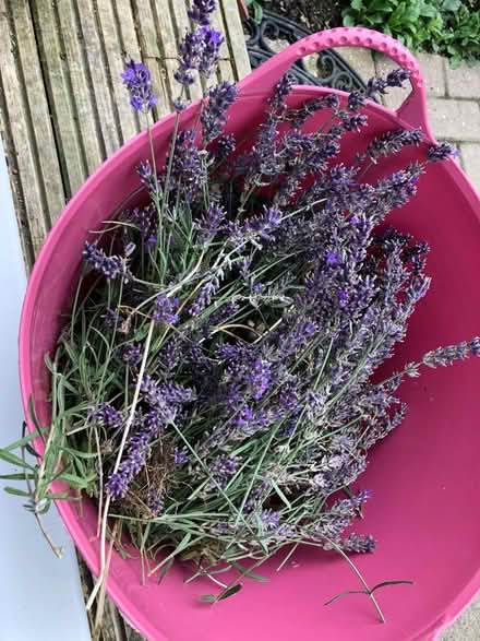 Photo of free Lavender (Blewbury OX11) #1