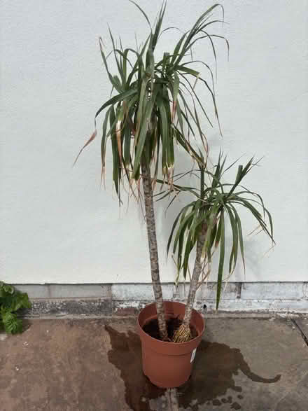 Photo of free Houseplant (Frankwell SY3) #1