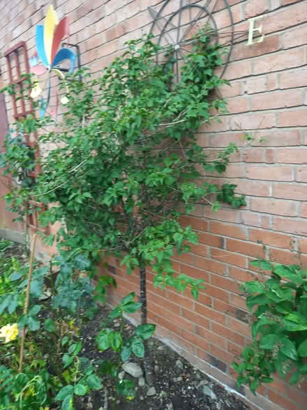 Photo of free Well established flowering Cherry Tree (Gobowen SY11) #1