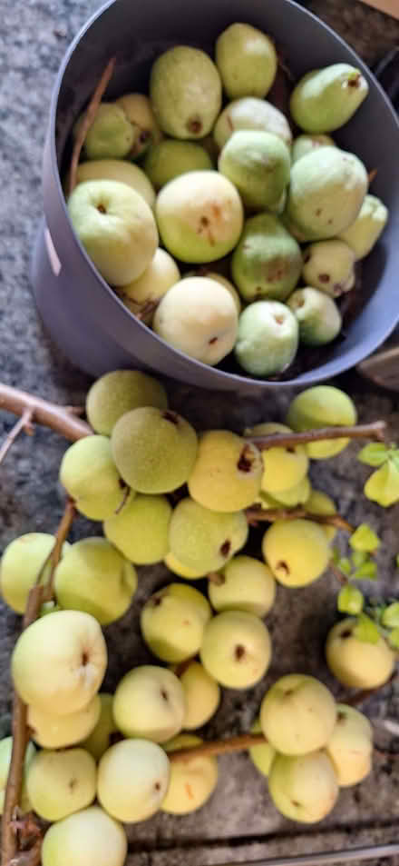 Photo of free Quince fruits (Stotfold SG5) #1