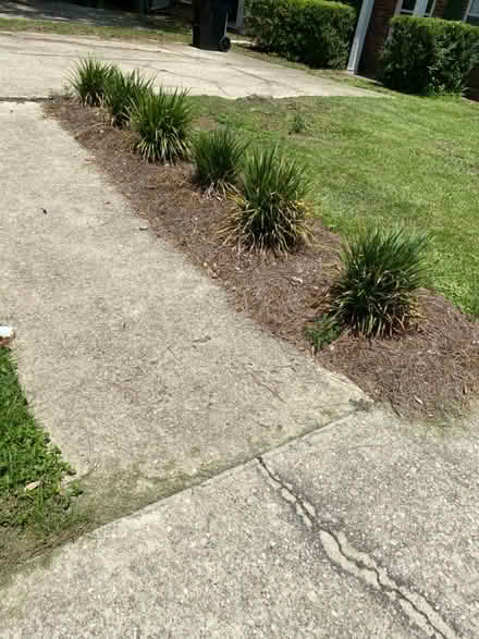 Photo of free Six Liriope Plants (NW Tallahassee near I-10) #1