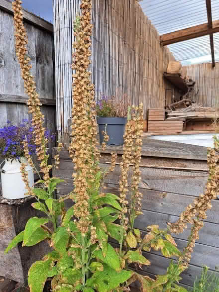 Photo of free Pinky purple Foxglove seeds (Codicote SG4) #1