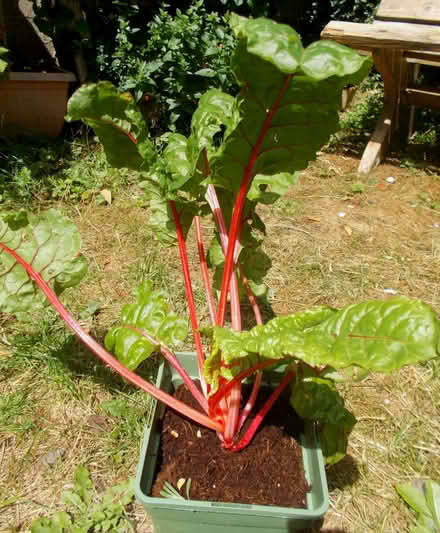 Photo of free rhubarb chard 2 plants and seeds (New Marston OX3) #2