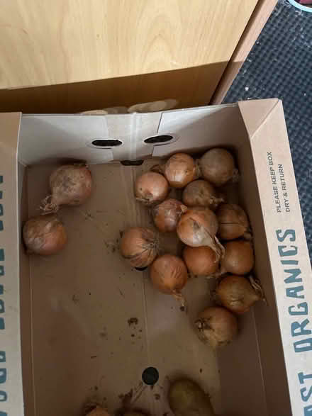Photo of free Onions (Alnwickhill EH16) #1