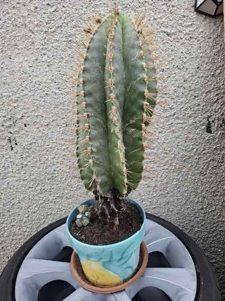 Photo of free Large heavy cactus 🌵 (Coylton KA6) #1