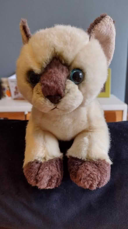 Photo of free Soft toy cat (Brincliffe Edge S7) #1