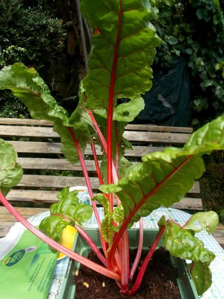 Photo of free rhubarb chard 2 plants and seeds (New Marston OX3) #1
