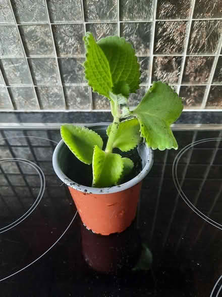 Photo of free Broad Leaf Thyme Caribbean (Morden SM4) #1