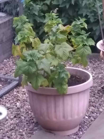 Photo of free 6 Blackcurrant plants/bushes (Millhouses S7) #1