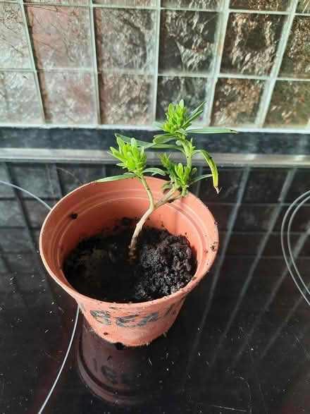 Photo of free Tiny Iberia Whistler cutting (Morden SM4) #3