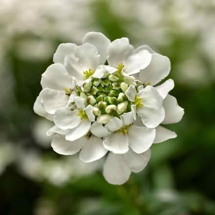 Photo of free Tiny Iberia Whistler cutting (Morden SM4) #1